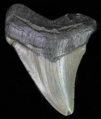 Angustidens Tooth - Megalodon Ancestor #62120